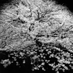 Daido Moriyama e a beleza sombria das cerejeiras em flor